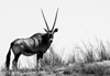 oryx antilope - south africa