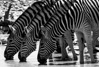 zebras - namibia