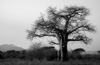 baobab tree  - zambia