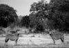 zebras in south luangwa - zambia