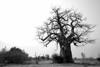 baobab tree  - zambia