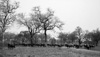 buffalo herd - south luangwa national parc