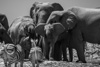 all animals atthe waterhole - namibia, etosha pan