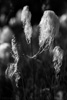 arctic cottongrass - (eriophorum scheuchzeri) - scheuchzers wollgras