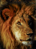 big male lion - (panthera leo) löwe, namibia