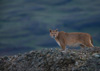 cougar - (puma concolor) puma, chile