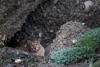 cougar - (puma concolor) puma, chile