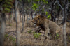 lion - (panthera leo) löwinnen, zambia