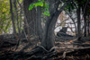 leopard - (panthera pardus)