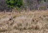 lions - (panthera leo) zambia