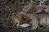sleeping lions - (panthera leo) zambia