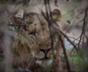 lion - (panthera leo) zambia
