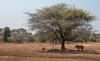 lions in the day's heat - (panthera leo) zambia