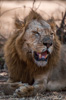 lion - (panthera leo) zambia