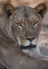 lioness - (panthera leo) lower zambezi national park, zambia