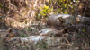 sleeping lion babies with mum  - (panthera leo) zambia