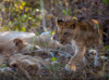 baby lions with mum - (panthera leo) zambia