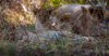 baby lions with mum - (panthera leo) zambia