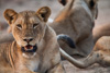 lioness of a group of 16 lions  - in south-luangwa national park, zambia