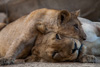 mum and baby lion  - south luangwa national park
