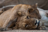 mum and baby lion  - south luangwa national park