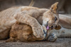 mum and baby lion  - south luangwa national park