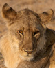 young male lion  - zambia