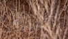 leopard - (pathera pardus) zambia