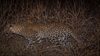 hunting leopard - (pathera pardus) zambia