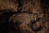 african civet  - (afrika zibetkatze) civettictis civetta, zambia