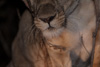 lion on a tree branch - having climbed up to steal the leopard's food