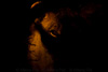 lion at night and very close - (panthera leo) zambia