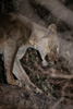 lion on a tree branch - having climbed up to steal the leopard's food