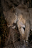 lion on a tree branch - having climbed up to steal the leopard's food