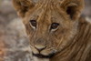 baby lion - south luangwa national park