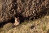 cougar in front of daylight resting cave - (puma concolor) puma, chile