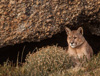 cougar - (puma concolor) puma