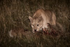 cougar at night with guanaco-carcass - (puma concolor) puma, chile