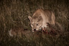 cougar at night with guanaco-carcass - (puma concolor) puma, chile
