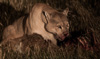 cougar at night with guanaco-carcass - (puma concolor) puma, chile