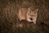cougar at night with guanaco-carcass - (puma concolor) puma, chile