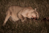 cougar at night with guanaco-carcass - (puma concolor) puma, chile