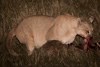 cougar at night with guanaco-carcass - (puma concolor) puma, chile