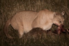 cougar at night with guanaco-carcass - (puma concolor) puma, chile