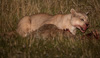 cougar at night with guanaco-carcass - (puma concolor) puma, chile