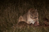 cougar at night with guanaco-carcass - (puma concolor) puma, chile