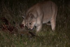 cougar at night with guanaco-carcass - (puma concolor) puma, chile