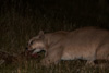 cougar at night with guanaco-carcass - (puma concolor) puma, chile