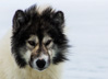 canadian inuit dog - baffin island