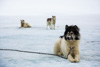canadian inuit dogs - baffin island